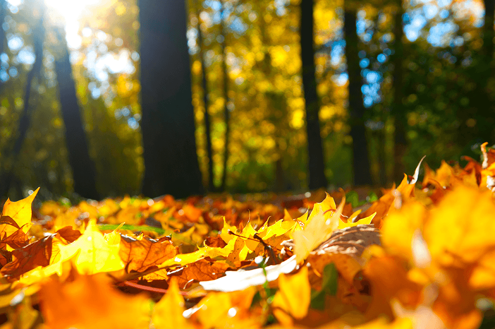 Autumn-leaves