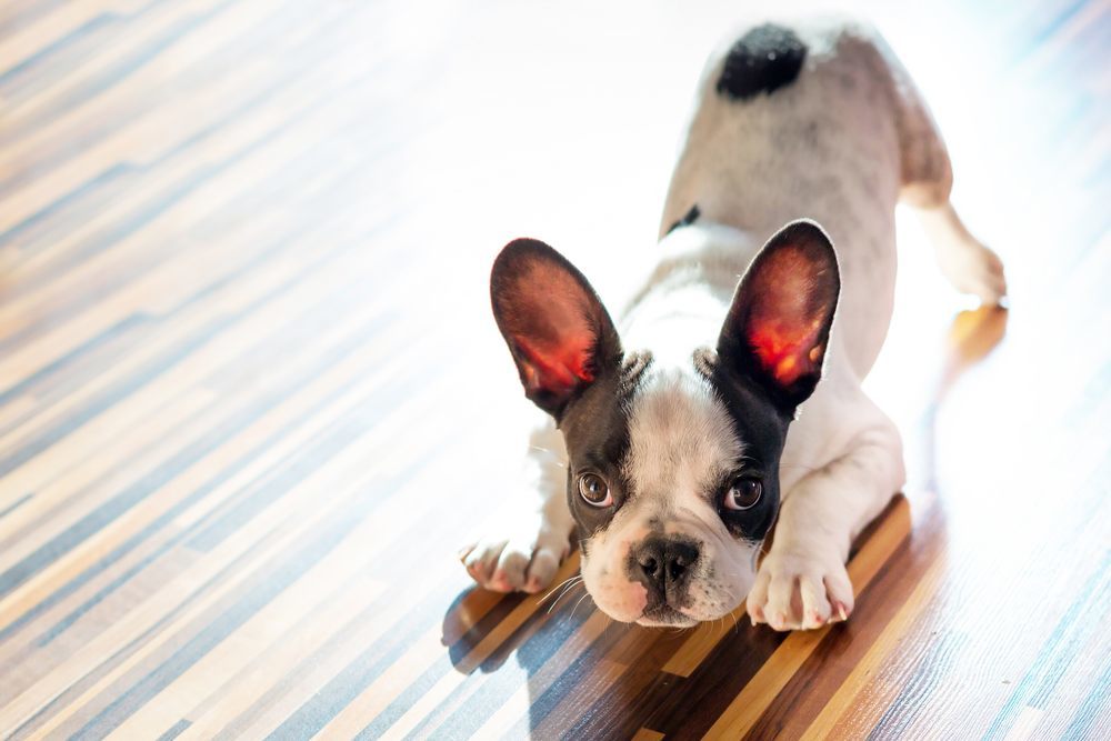a french bulldog in a playful stance