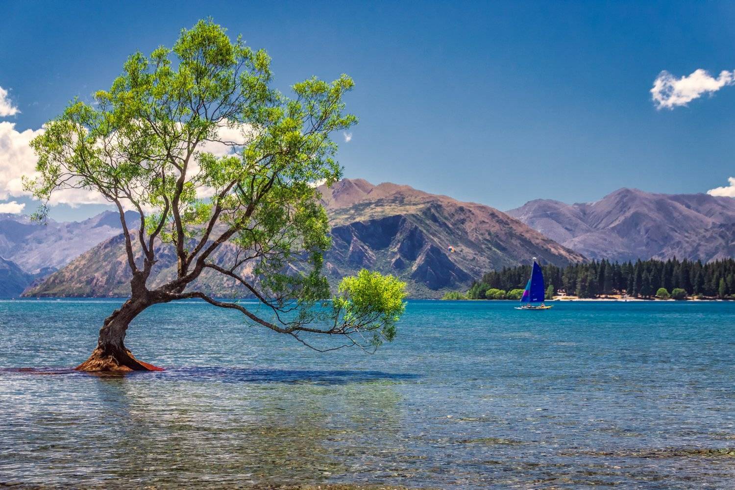 a picture of Lake Wanaka and That Tree New Zealand