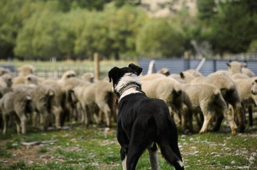 A dog barking at and herding sheep at MiddleRock Farm in New Zealand