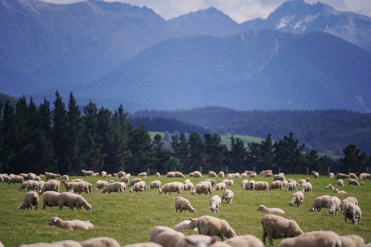 lots of sheep in front of mountains at MiddleRock Farm Sheep in New Zealand