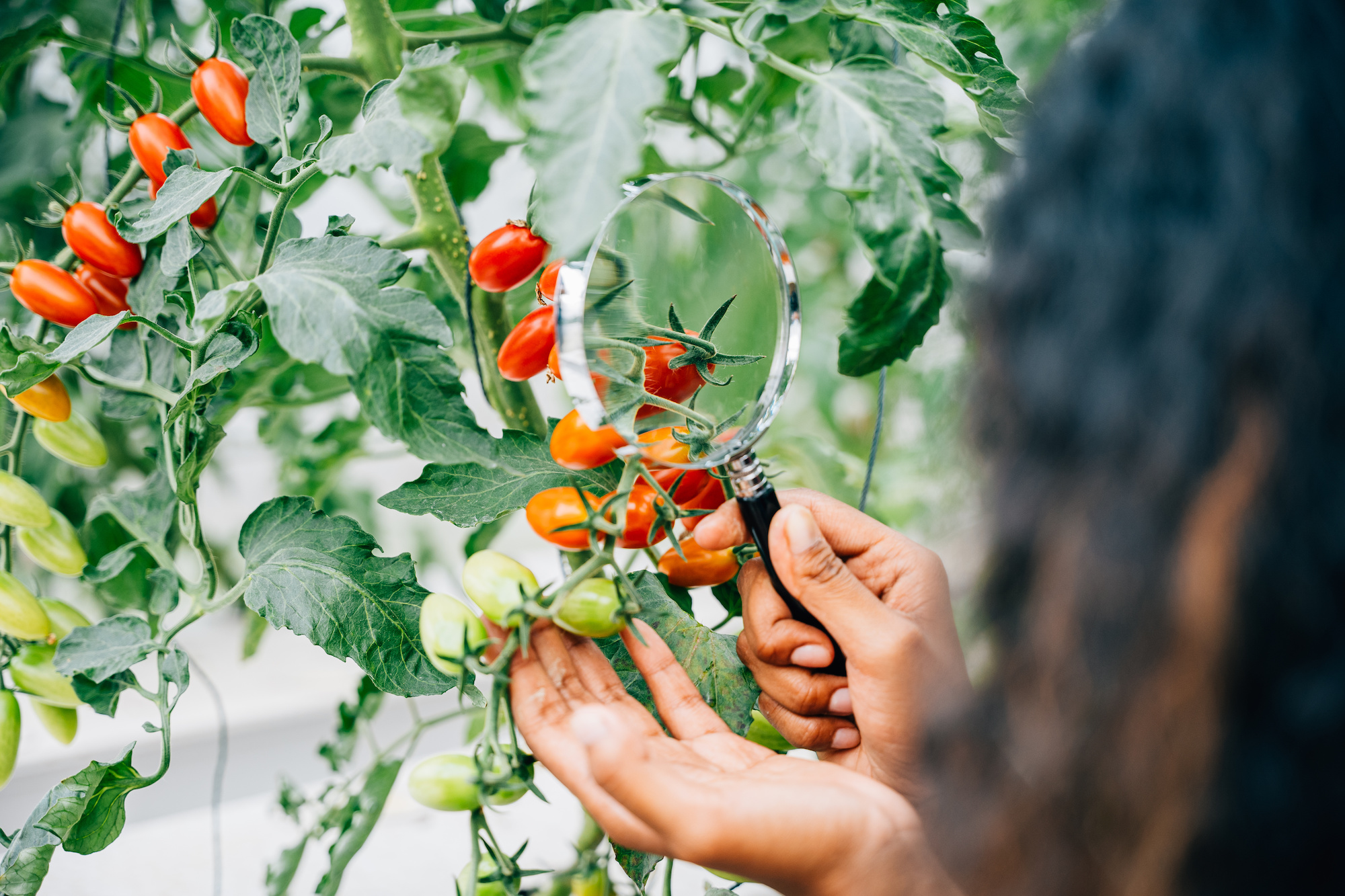 Young woman farmer inspects tomato quality in a greenhouse using a magnifying glass. Her expertise focus and dedication to farming research demonstrate intelligence and scientific discovery.