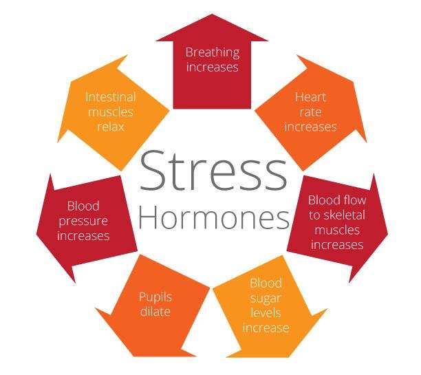 Stress Hormones & Their Response
